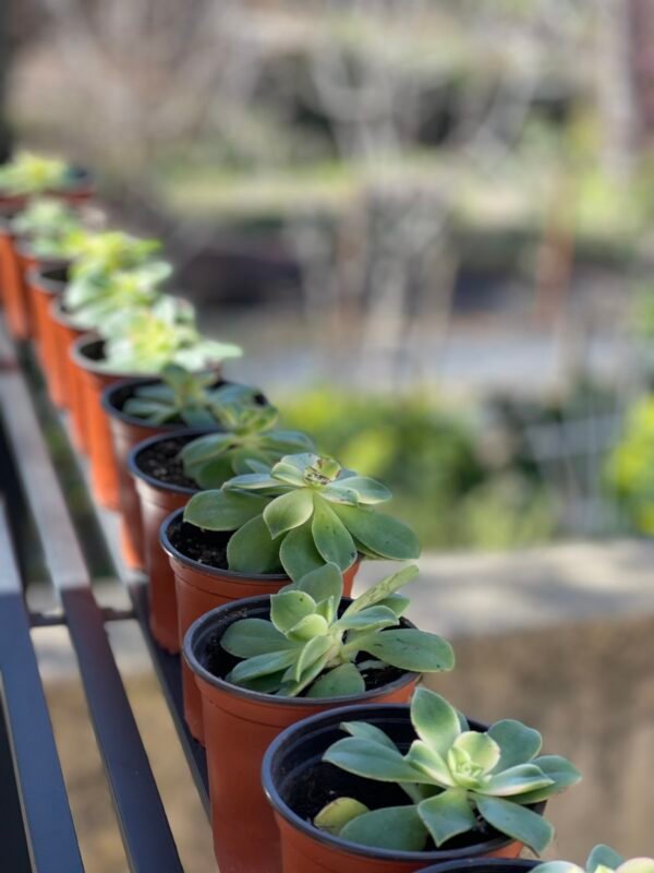 Aeonium kiwi