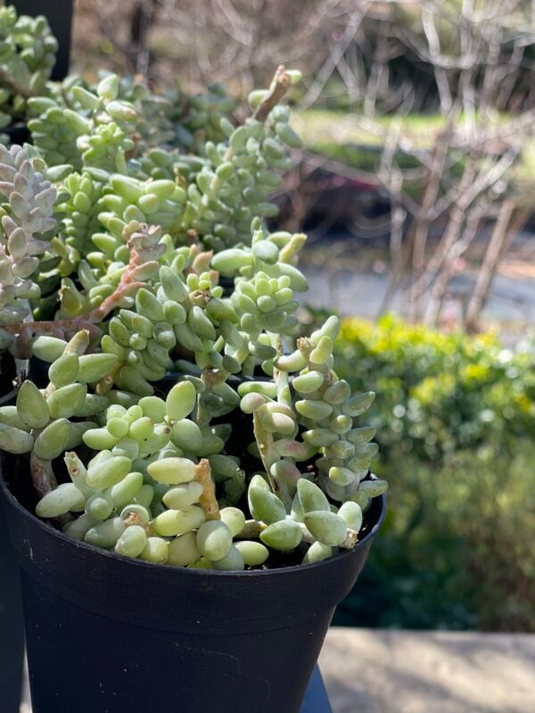 Donkey tail