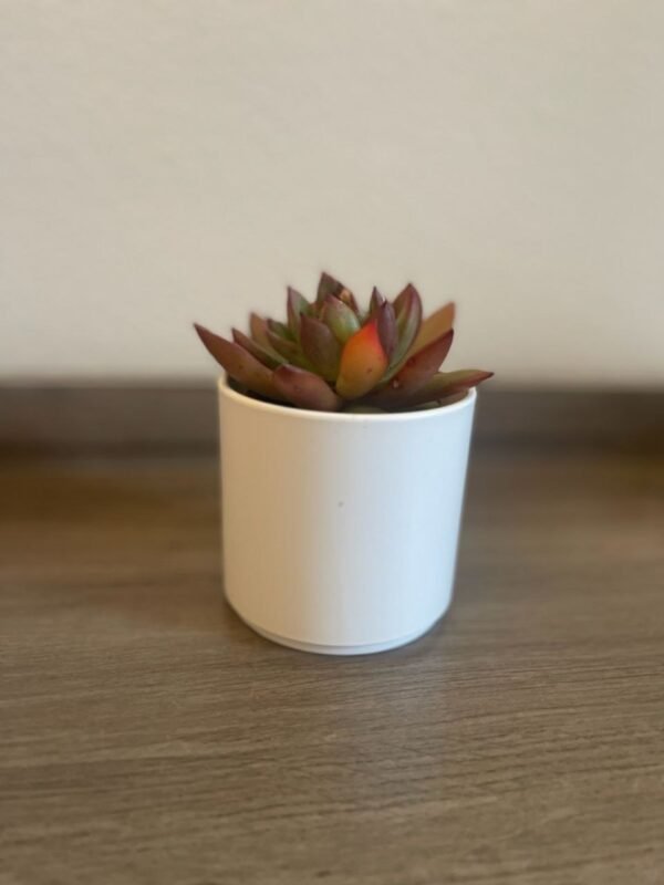 SUCCULENT IN PLASTIC POT