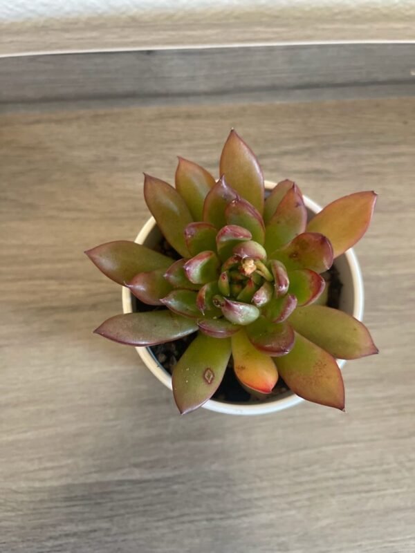 SUCCULENT IN PLASTIC POT - Image 2