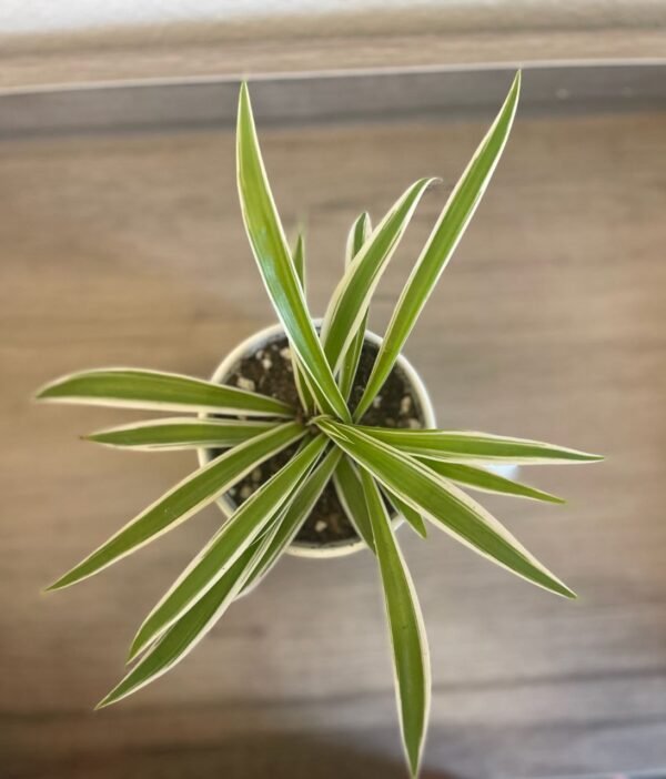 SPIDER PLANT - Image 2