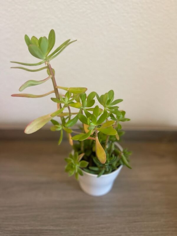 MIX SUCCULENTS IN PLASTIC POT - Image 2