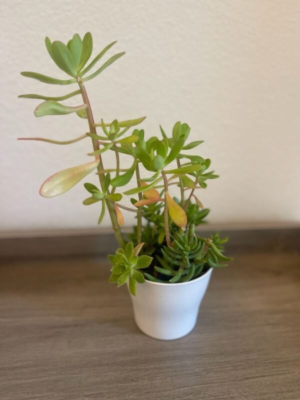 MIX SUCCULENTS IN PLASTIC POT