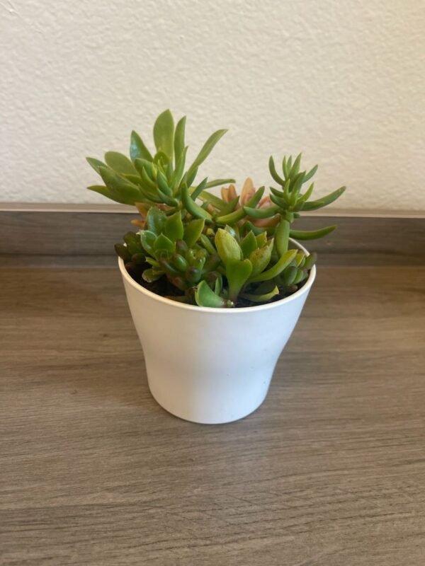 MIXED SUCCULENTS IN PLASTIC POT