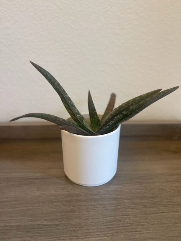 ALOE VERA IN PLASTIC POT