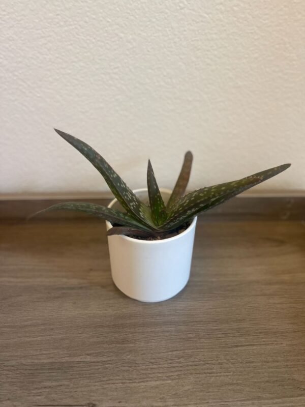 ALOE VERA IN PLASTIC POT - Image 2