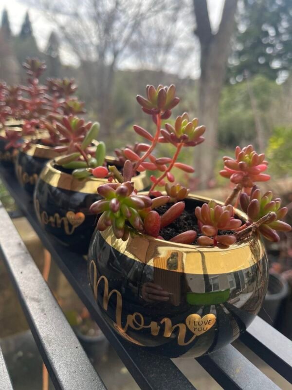 JELLY BEAN SUCCULENT IN 4 CERAMIC POT "I LOVE YOU MOM"